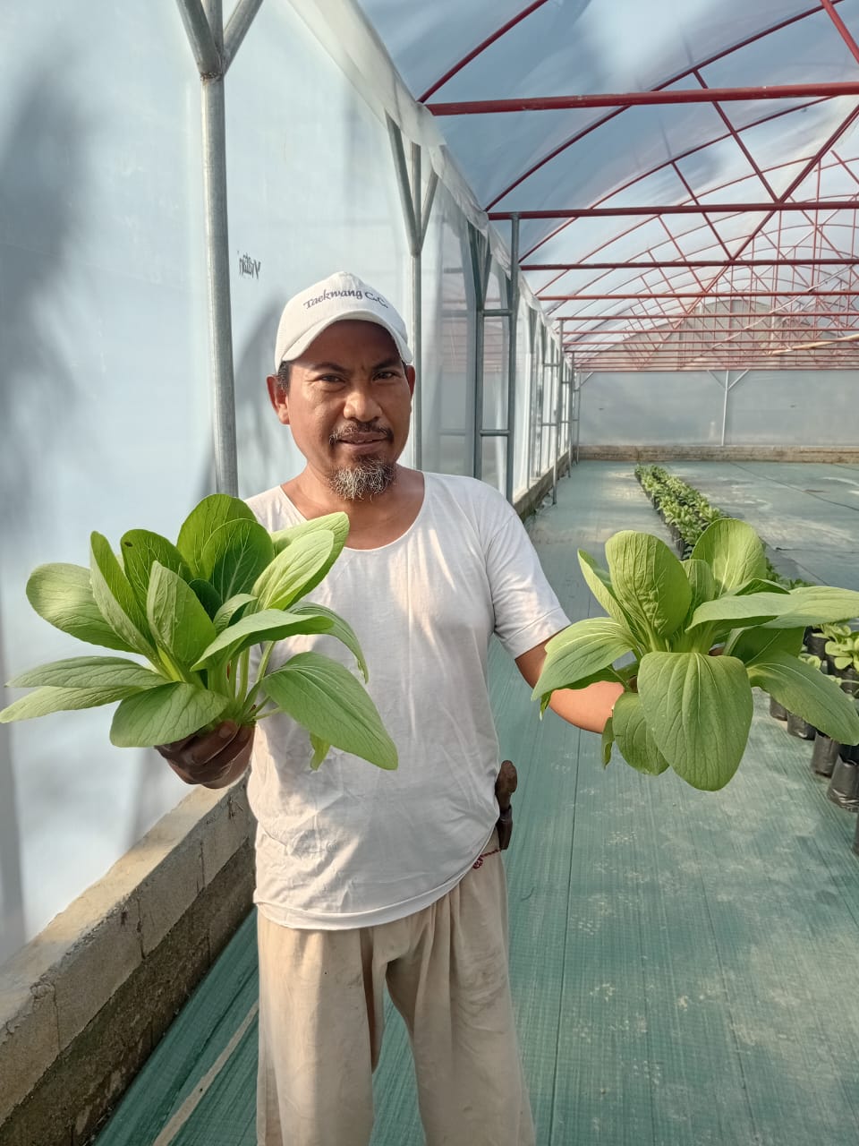 Pengembangan hortikultura kelomppk tani di bigo selatan